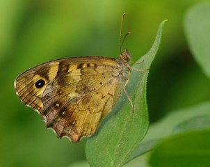 FIRA AYAKLILAR, ALACA KELEBEKLER (NYMPHALIDAE)