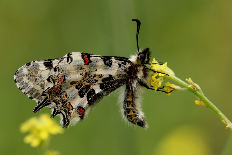 Orman Fistosu (Zerynthia cerisyi)
