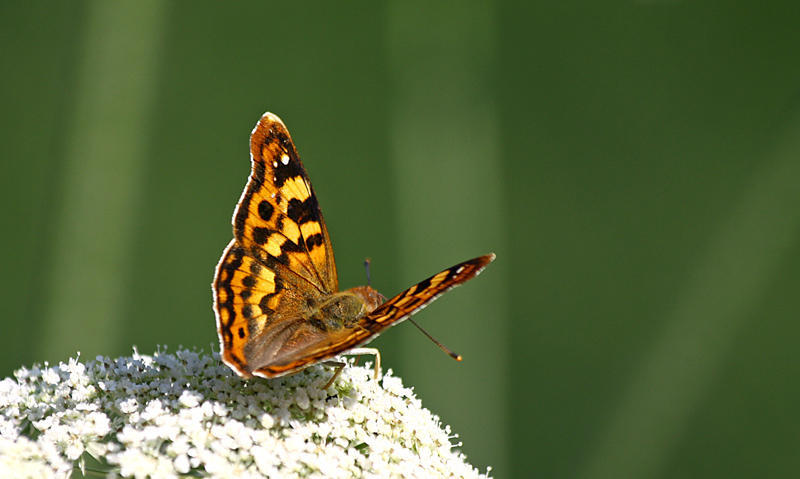 Anadolu �ehzadesi&nbsp;(Thaleropis&nbsp;ionia)