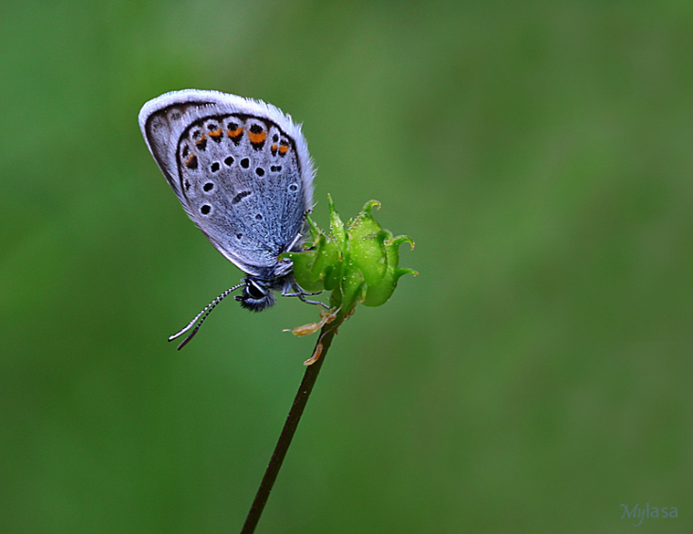 Gm Lekeli Esmergz (Plebejus argus)