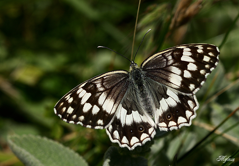 Anadolu Melikesi (Melanargia larissa)