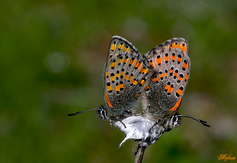 Akbes Gelinci�i&nbsp;(Tomares&nbsp;nesimachus)