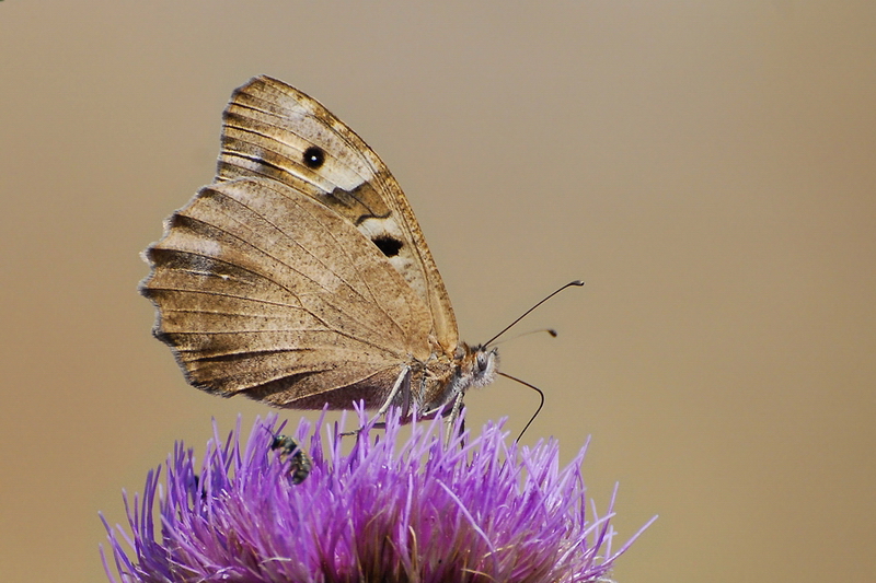 Cad (Chazara briseis)