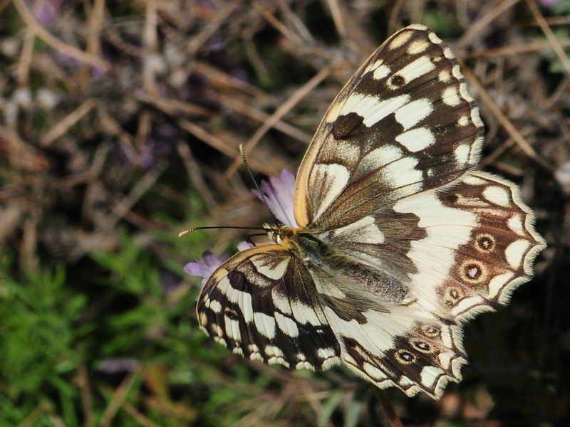 Azeri Melikesi (Melanargia hylata)