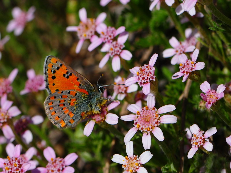Anadolu Gelinci�i&nbsp;(Tomares&nbsp;nogelii)
