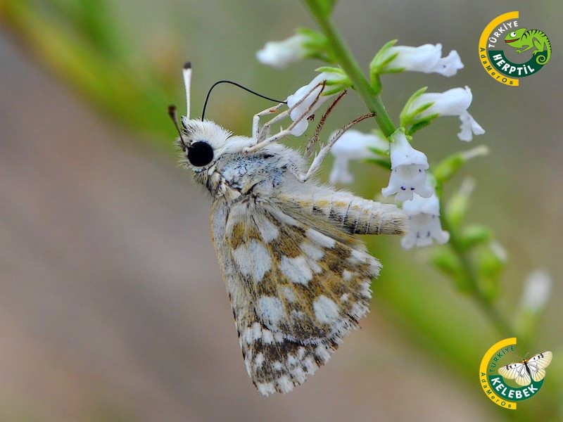 Kzl Zpzp (Spialia orbifer)