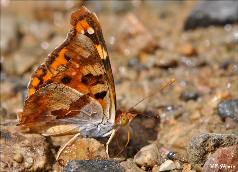 Anadolu �ehzadesi&nbsp;(Thaleropis&nbsp;ionia)