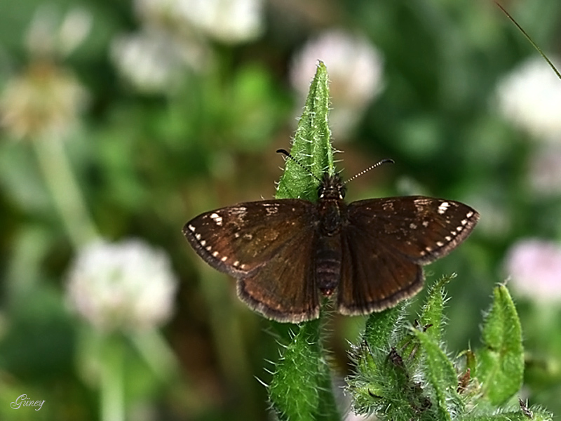 Pasl Zpzp (Erynnis tages)