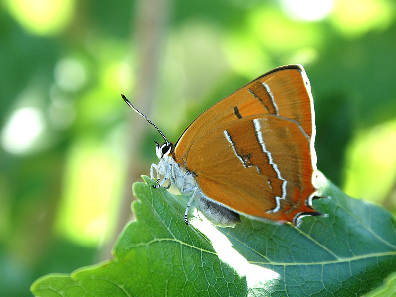 Hu� G�zeli&nbsp;(Thecla&nbsp;betulae)