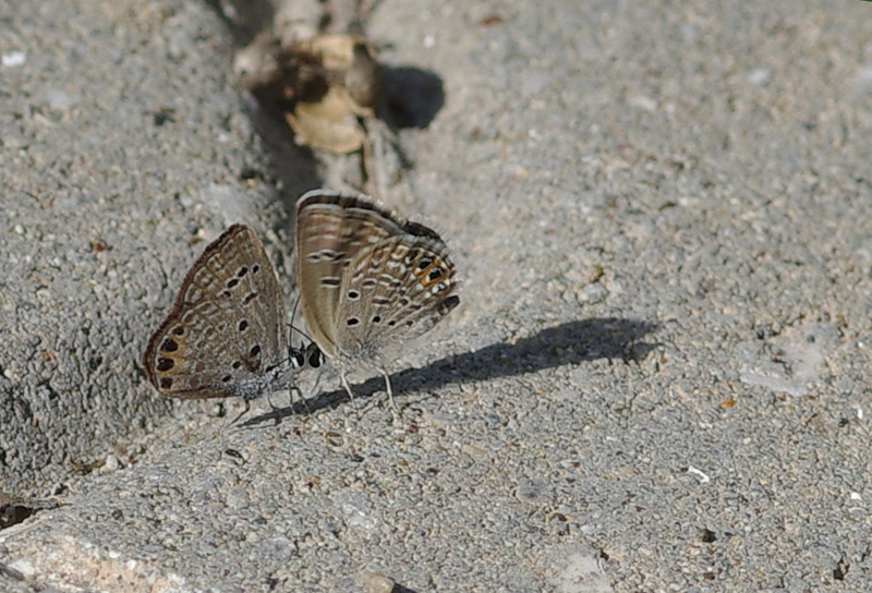 M�cevher Kelebe�i&nbsp;(Chilades&nbsp;trochylus)