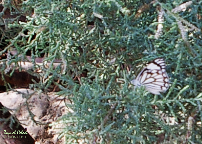 Beyaz nc (Belenois aurota)