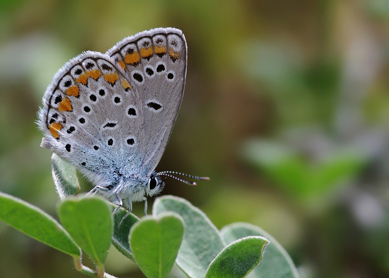 Lbnan Esmergz (Plebejus nichollae)