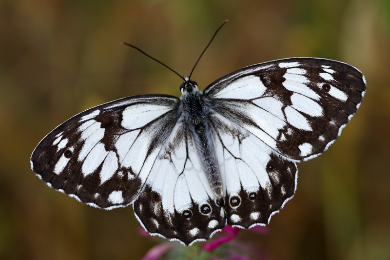 Akdeniz Melikesi (Melanargia titea)