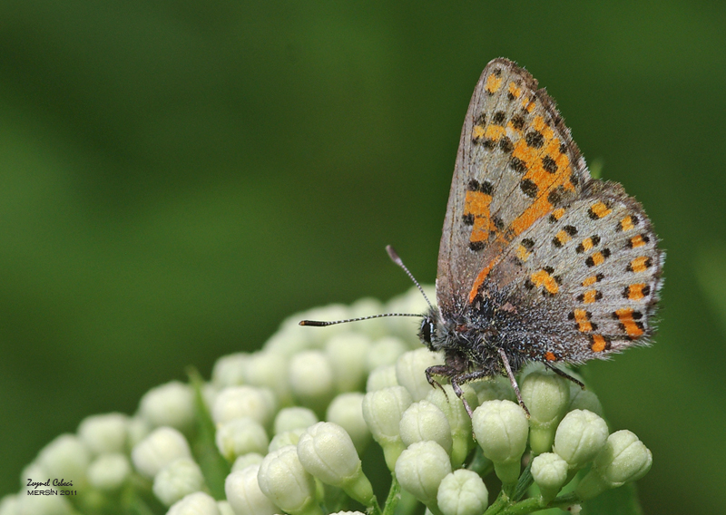 Anadolu Gelinci�i&nbsp;(Tomares&nbsp;nogelii)