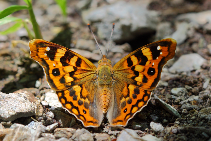 Anadolu �ehzadesi&nbsp;(Thaleropis&nbsp;ionia)
