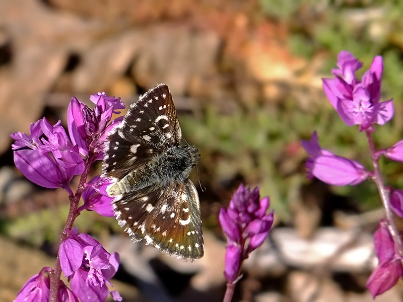 Acem Z�pz�p�&nbsp;(Spialia&nbsp;phlomidis)