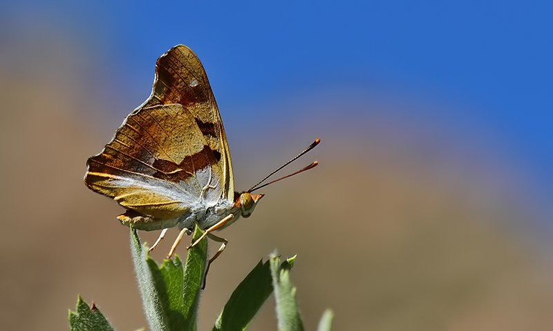 Anadolu �ehzadesi&nbsp;(Thaleropis&nbsp;ionia)