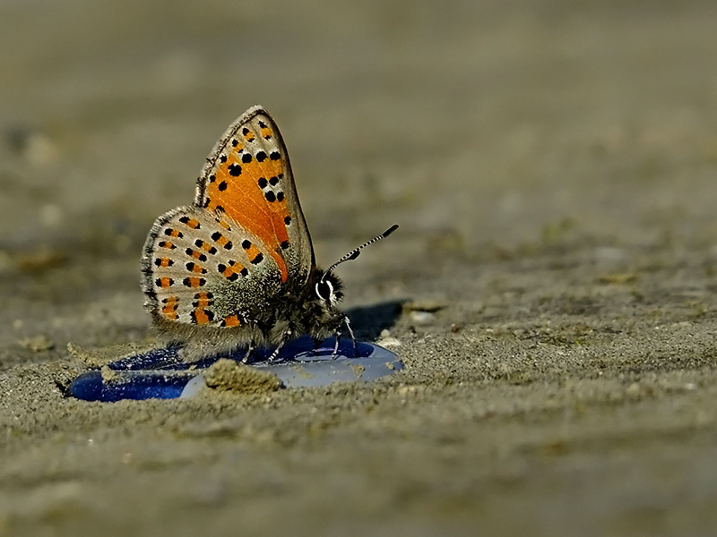 Akbes Gelinci�i&nbsp;(Tomares&nbsp;nesimachus)