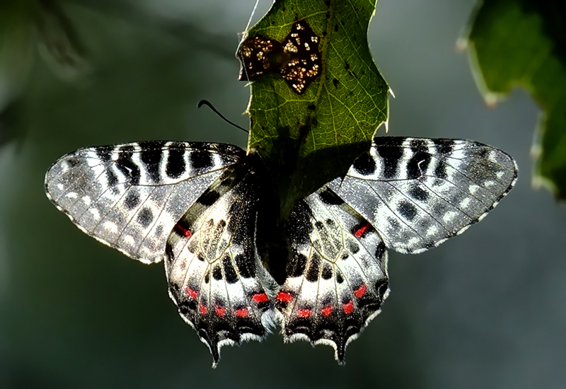 Orman Fistosu (Zerynthia cerisyi)