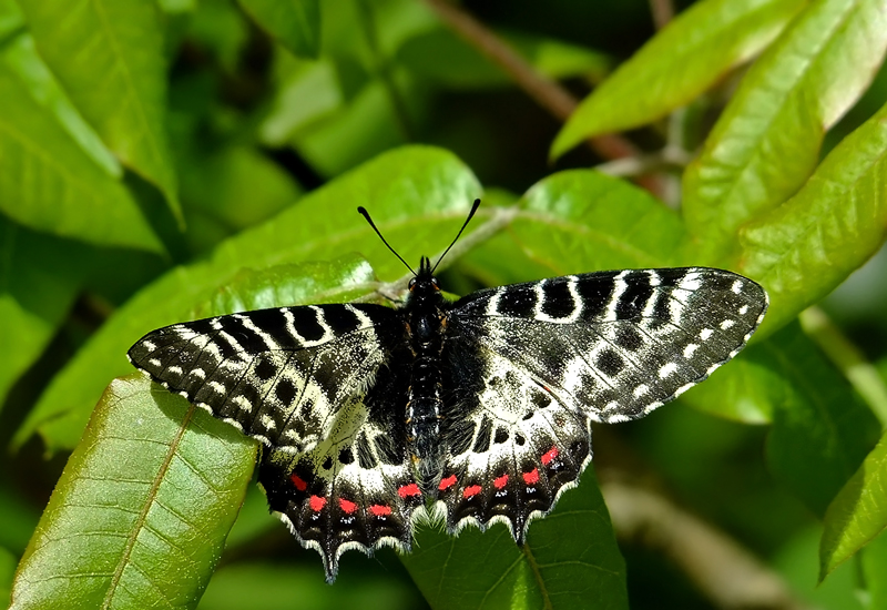 Orman Fistosu (Zerynthia cerisyi)