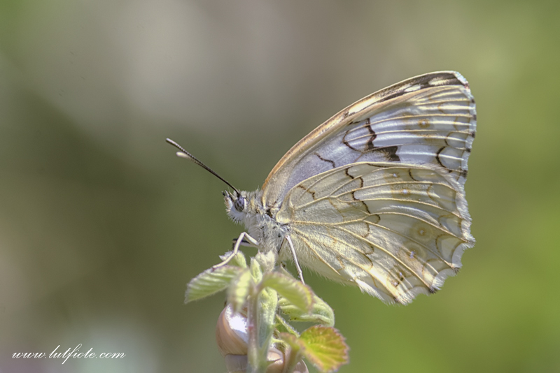Anadolu Melikesi (Melanargia larissa)