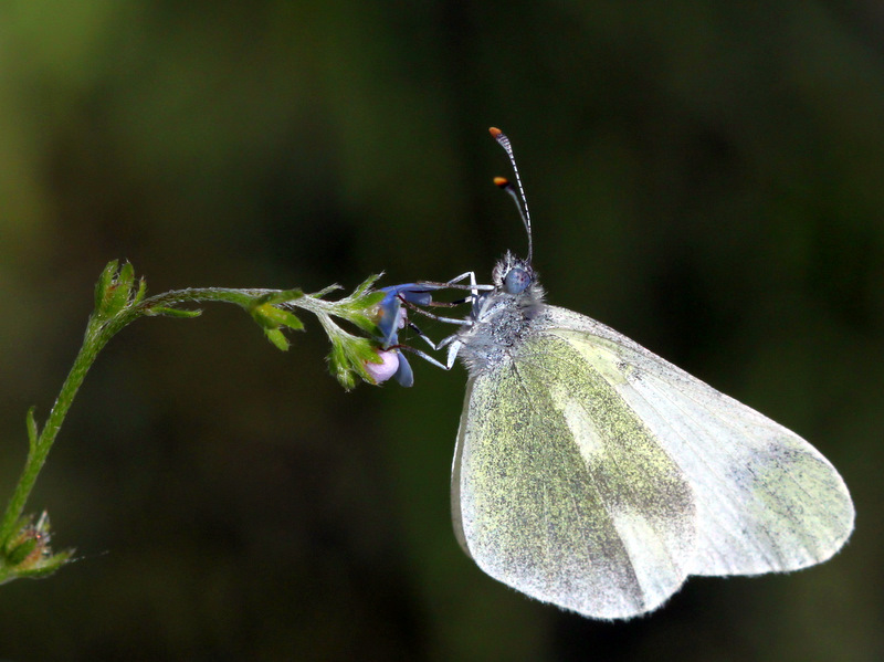 Doulu Narin Orman Beyaz (Leptidea duponcheli)