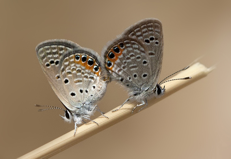 M�cevher Kelebe�i&nbsp;(Chilades&nbsp;trochylus)