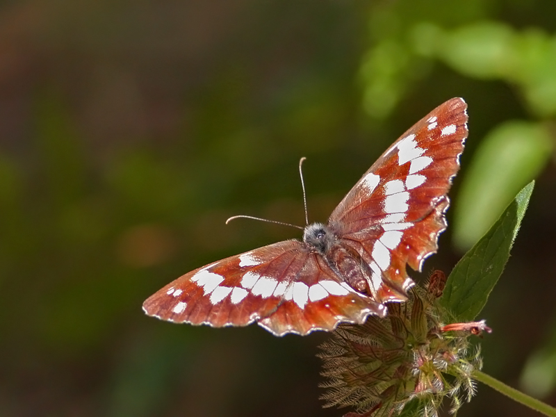 Kara Melike (Melanargia syriaca)