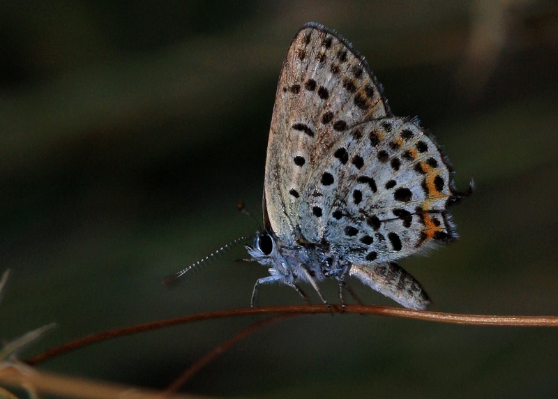 Frat Bakr Gzeli (Margelycaena euphratica )