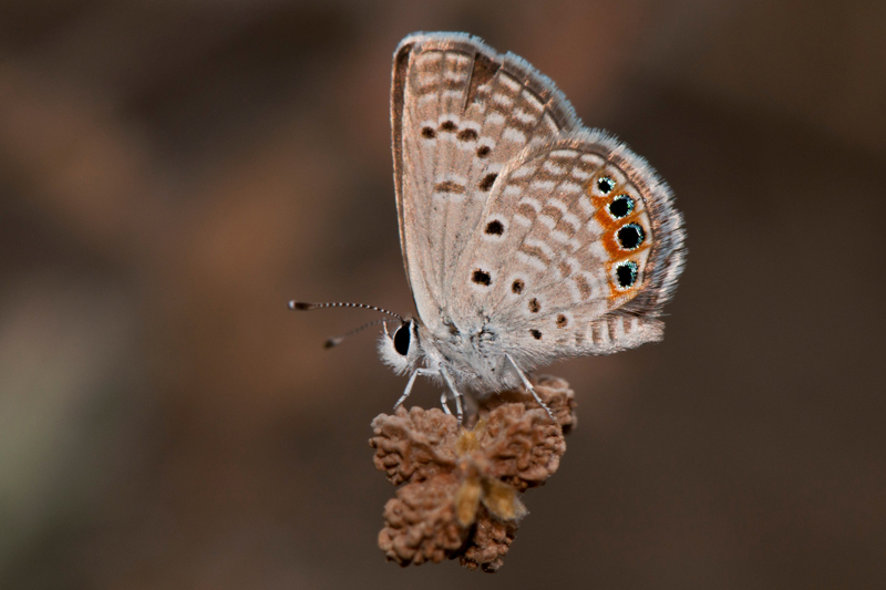 M�cevher Kelebe�i&nbsp;(Chilades&nbsp;trochylus)