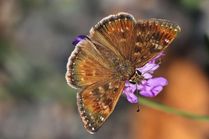 Pasl Zpzp (Erynnis tages)