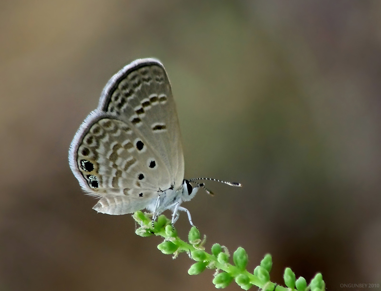 Akdeniz M�cevher Kelebe�i&nbsp;(Chilades&nbsp;galba)