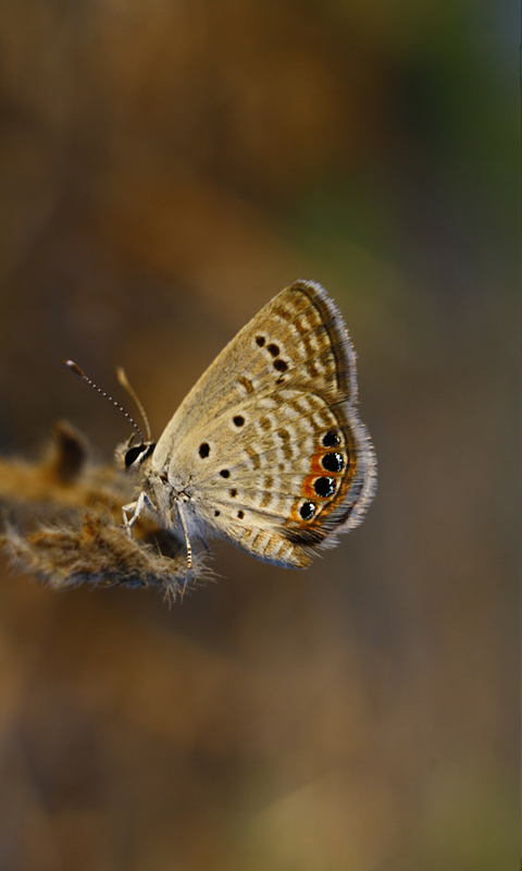 M�cevher Kelebe�i&nbsp;(Chilades&nbsp;trochylus)