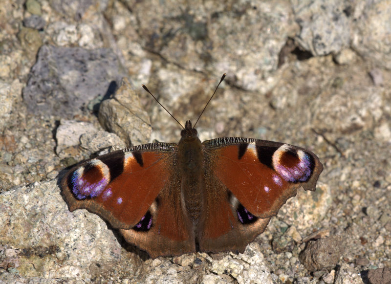 Tavus Kelebei (Inachis io)