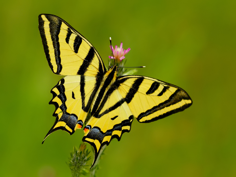 Kaplan Krlangkuyruk (Papilio alexanor)