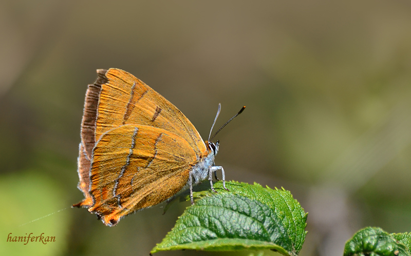 Hu� G�zeli&nbsp;(Thecla&nbsp;betulae)