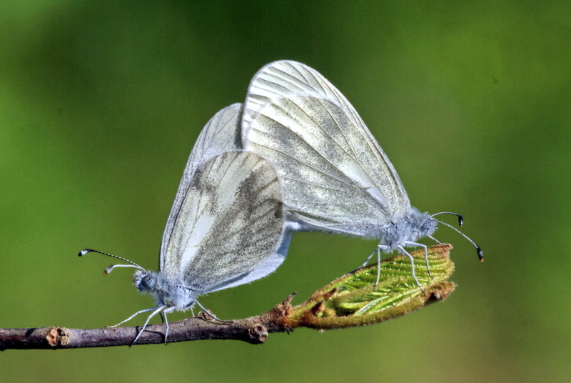Narin Orman Beyaz (Leptidea sinapis)