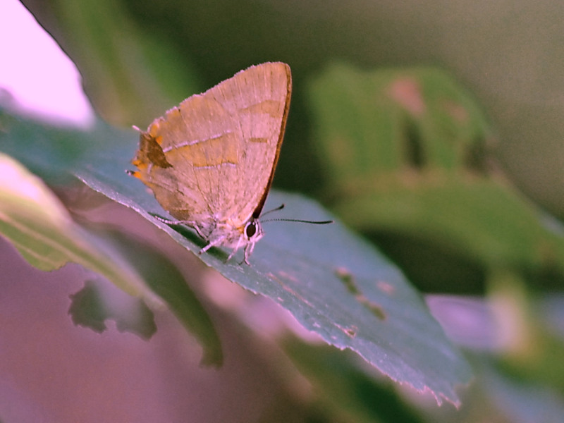 Hu� G�zeli&nbsp;(Thecla&nbsp;betulae)