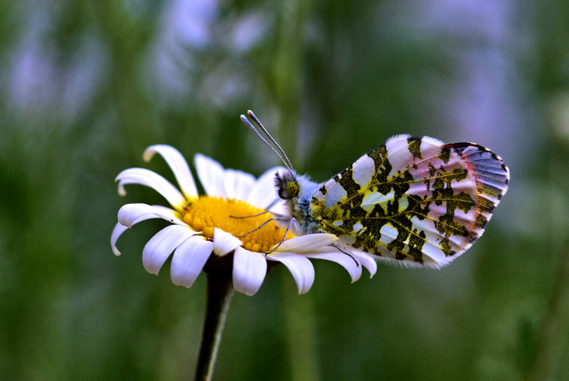 Turuncu S�sl�&nbsp;(Anthocharis&nbsp;cardamines)