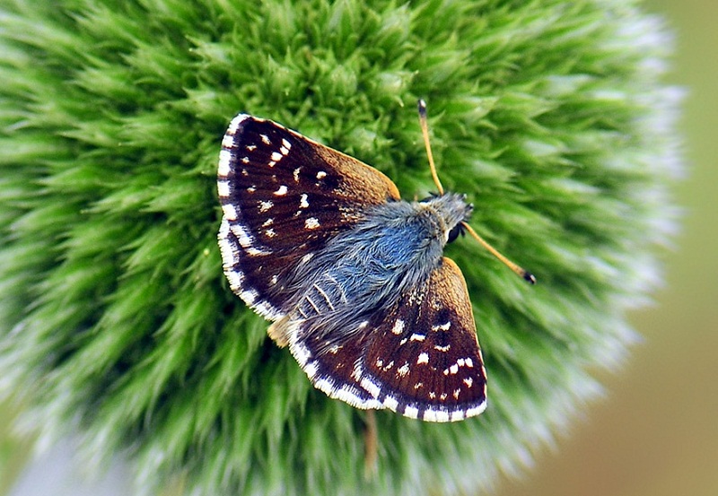 Kzl Zpzp (Spialia orbifer)