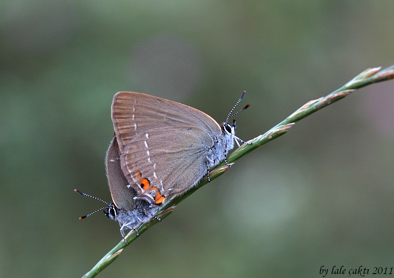 Minik Sevbeni (Satyrium acaciae)