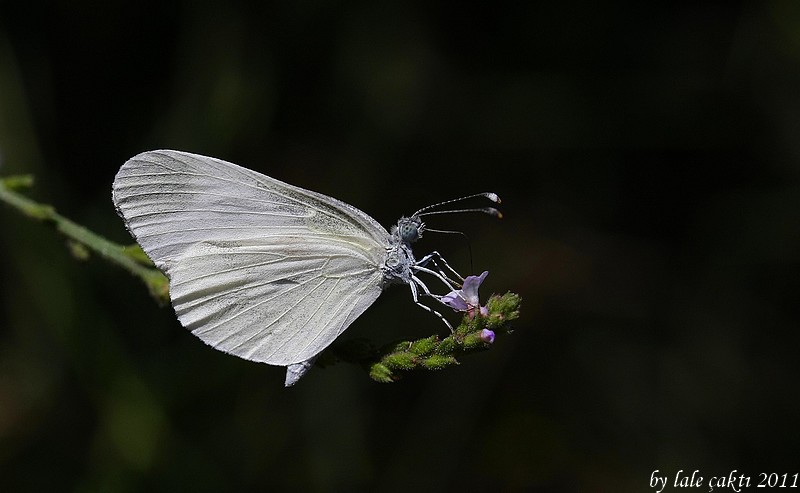 Narin Orman Beyaz (Leptidea sinapis)