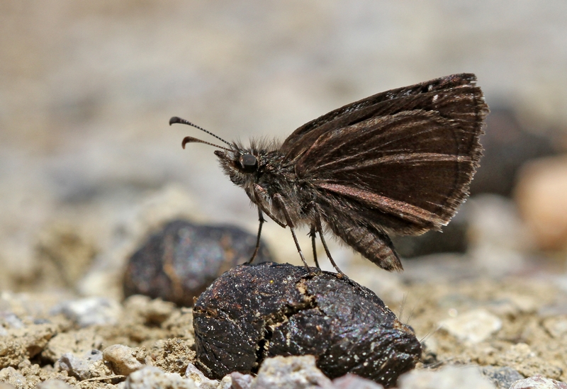 Kara Zpzp (Erynnis marloyi)