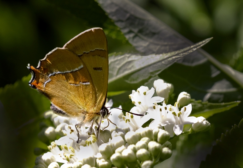 Hu� G�zeli&nbsp;(Thecla&nbsp;betulae)