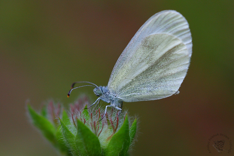 Narin Orman Beyaz (Leptidea sinapis)