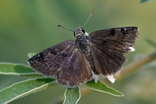 Kara Zpzp (Erynnis marloyi)