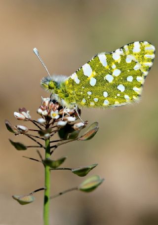 Da Oykls (Euchloe ausonia)