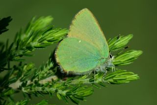Zmrt (Callophrys rubi)