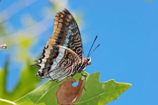 ift Kuyruklu Paa (Charaxes jasius )