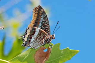 ift Kuyruklu Paa (Charaxes jasius )